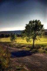 Fotografía artística de paisajes naturales camino con árboles