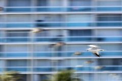 Fotografía artística de fauna gaviota volando