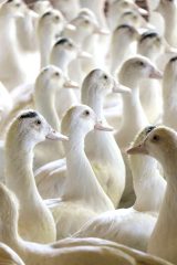 Patos blancos. Fotografía artístico de fauna