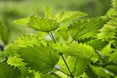 Fotografía artística de flora hojas de ortiga verdes