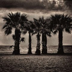 Fotografía artística de paisajes naturales palmeras en playa