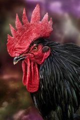 Fotografía artística de fauna gallo negro con crestas rojas