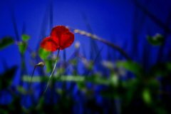 Fotografía artística de flora amapola roja