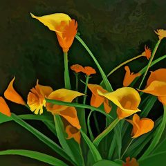 Fotografía artística de flora calas amarillas