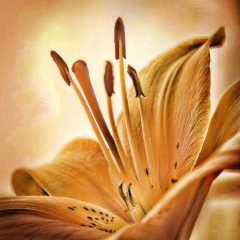 Fotografía artística de flora lirio