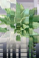 Fragmentos de planta suculenta. Fotografía de flora