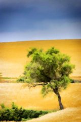 Fotografía artística de paisajes naturales árbol soledad dorada