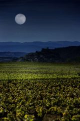 Fotografía artística de paisajes naturales viñedo con montañas y luna