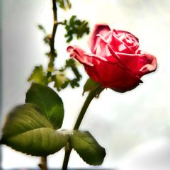 Fotografías artística de flora rosa roja en calma