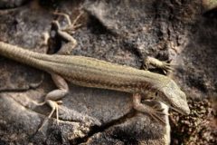 Fotografía artística de fauna lagartija sobre roca