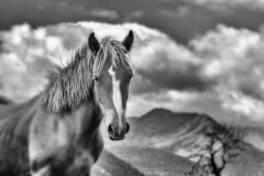 Fotografía artística de fauna mirada de caballo en libertad