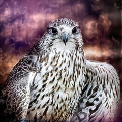 Fotografía artística de fauna mirada de halcón