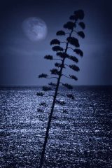 Fotografia artística de flora agave con silencio lunar sobre el mar