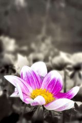 Fotografía artística de flora dalia energía fucsia