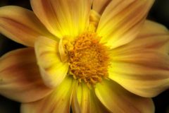 Fotografía artística de flora dalia esplendor dorado