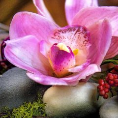 Fotografía artística de flora orquídea sobre piedras