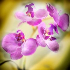 Fotografía artística de flora orquídeas rosadas